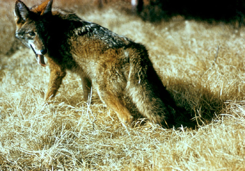 Coyote