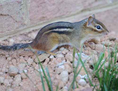 Eastern Chipmunk