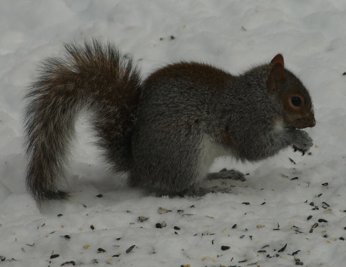 Eastern Gray Squirrel