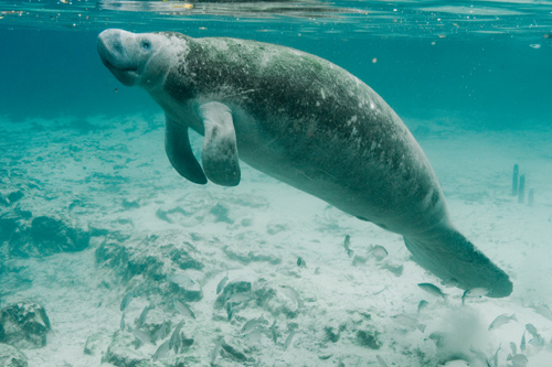 Florida Manatee