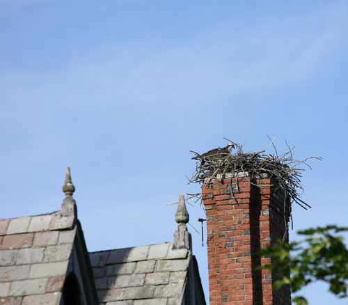 osprey and nest