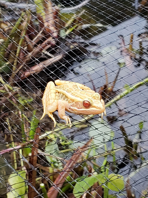 albino pickerel frog