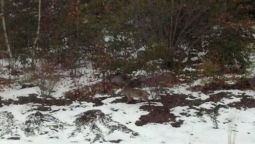 bobcat