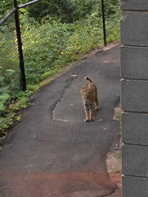 bobcat