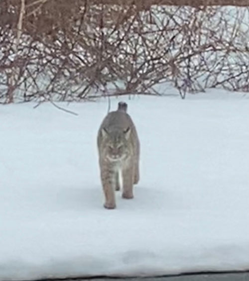 bobcat