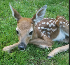 fawn