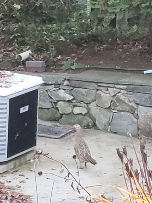 female pheasant