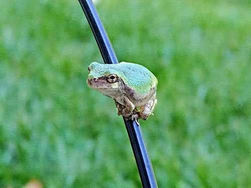 grey tree frog showing green back