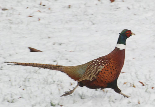 pheasant