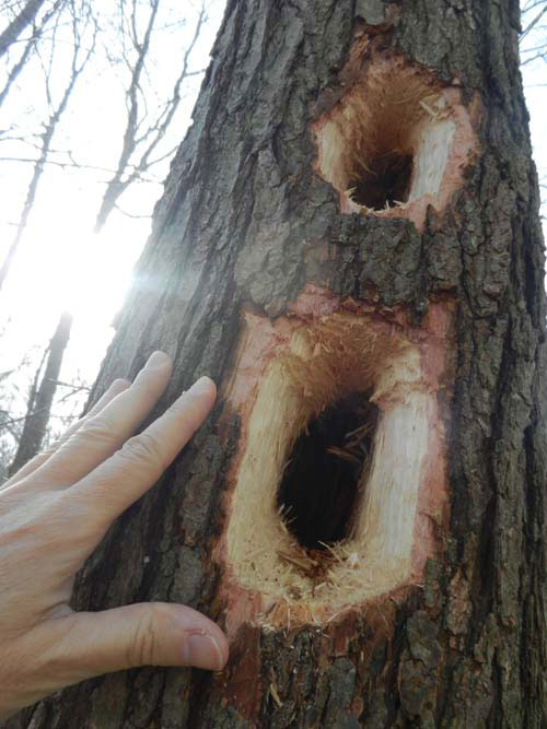 pileated holes