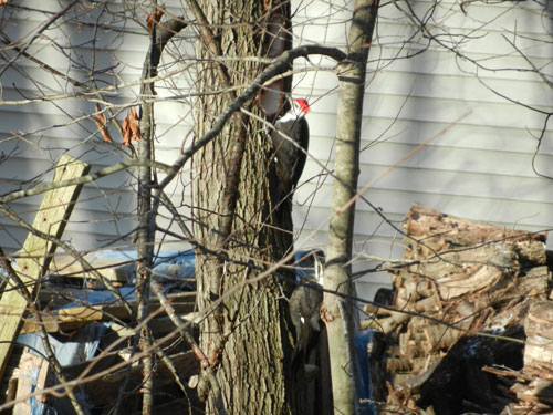male and female pileated