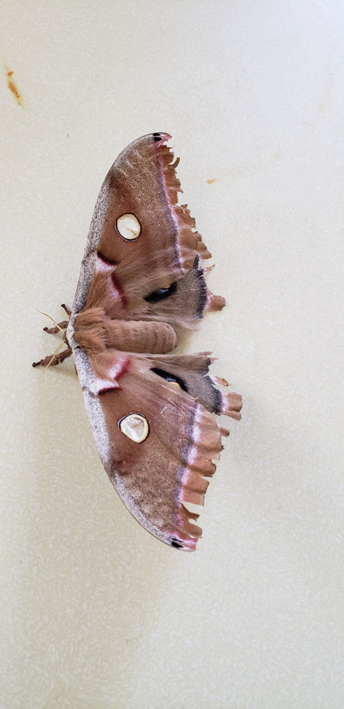 moth