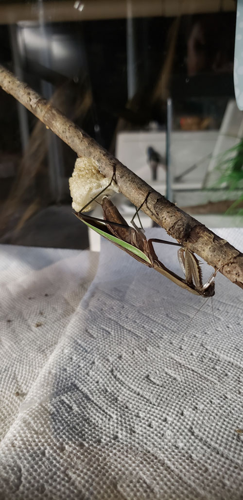 mantis eggs