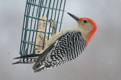 red bellied woodpecker