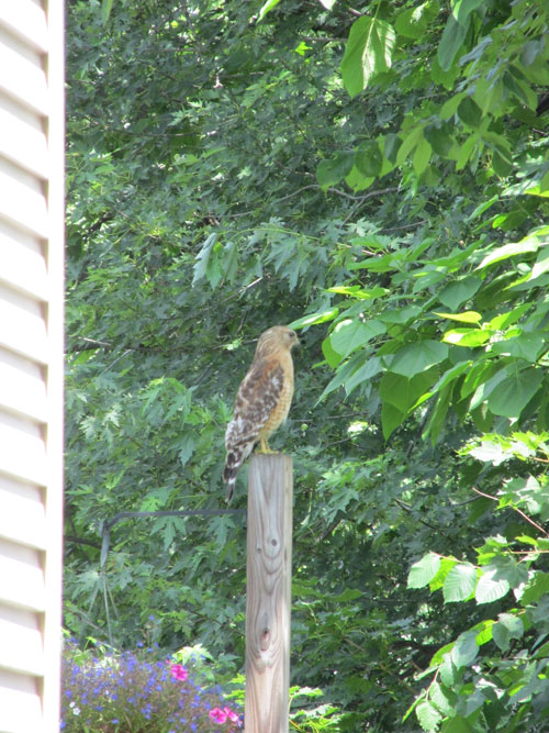 red shouldered hawk