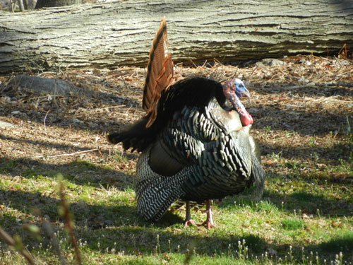 displaying male wild turkey