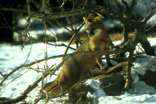 Common Gray Fox