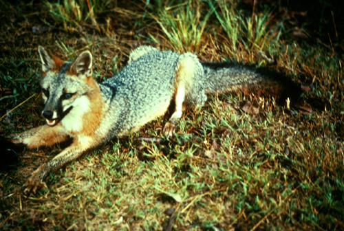 Common Gray Fox