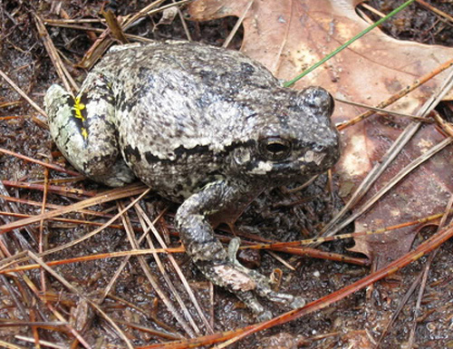 Gray treefrog