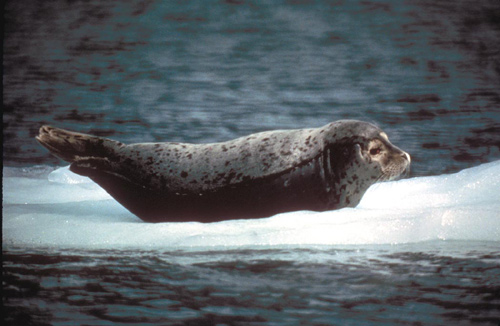 Harbor Seal