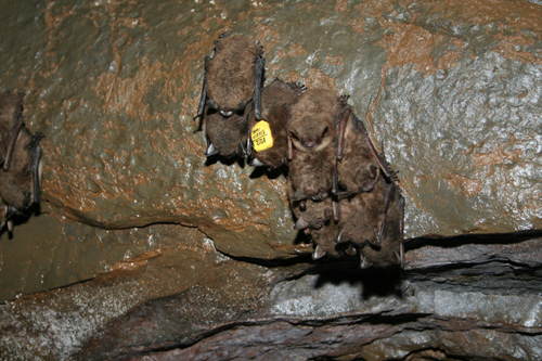 Little Brown Bats