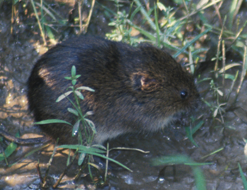 meadow vole