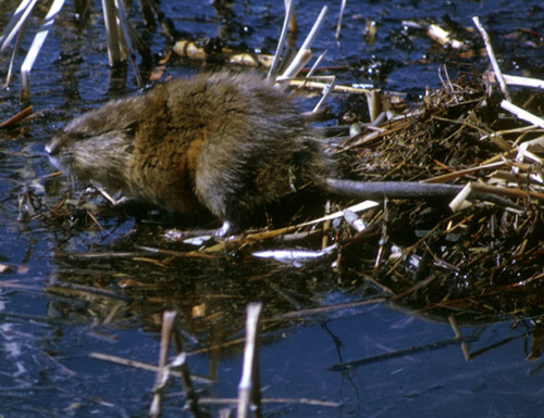 Common Muskrat