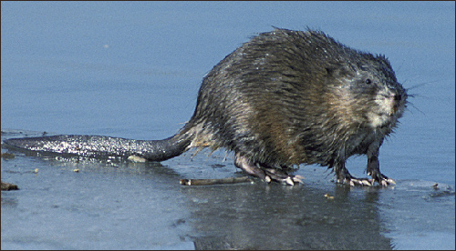 Common Muskrat