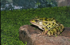 Leopard Frog