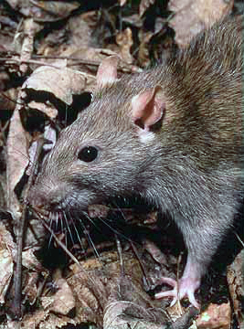 Norway Rat