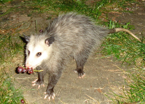 Opossum