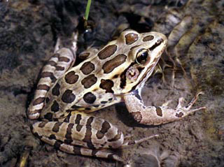 Pickerel Frog