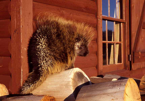 North American Porcupine