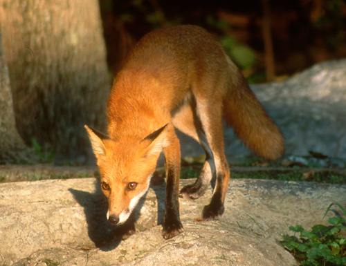 Red Fox