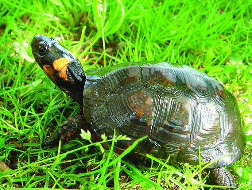 Bog Turtle