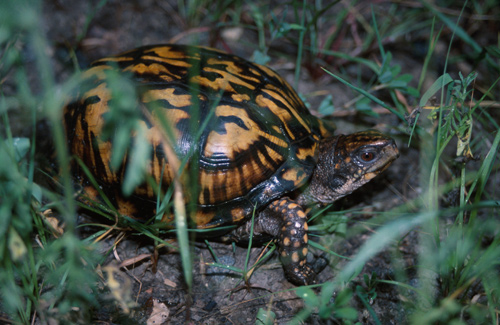 Eastern Box Turtle