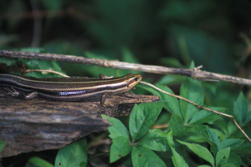 Five-lined Skink