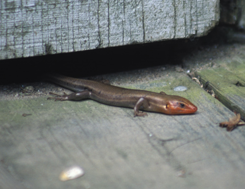 Five-lined Skink