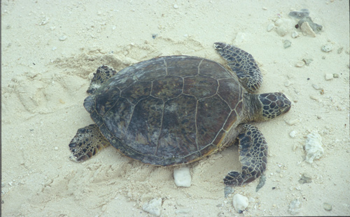 Green Turtle