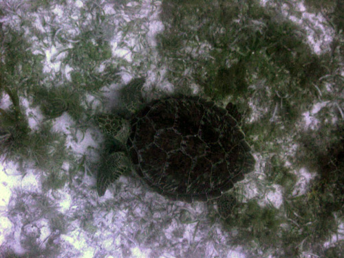 Green turtle grazing