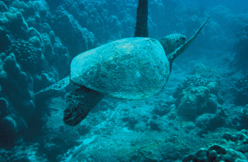 Green turtle underwater