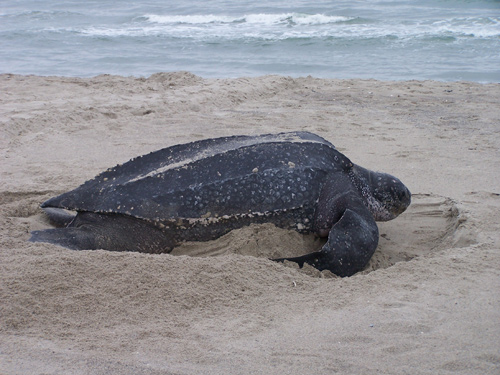 Leatherback Turtle