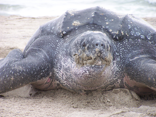 Leatherback turtle swimming