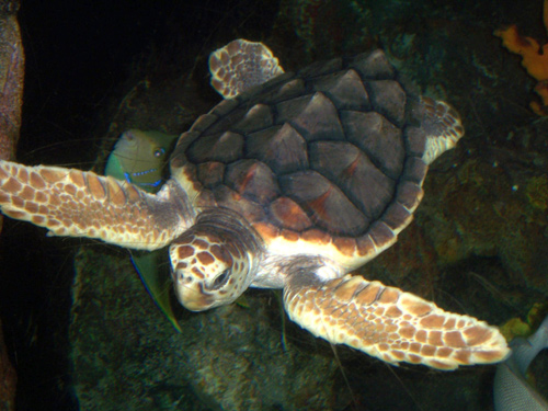 Loggerhead turtle swimming