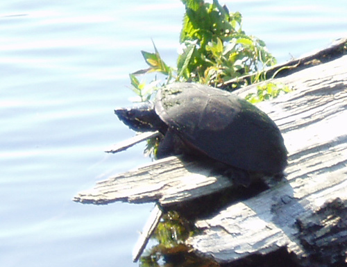 Musk Turtle