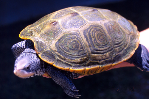 Northern Diamondback Terrapin