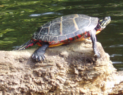 Eastern Painted Turtle