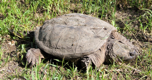 Snapping Turtle