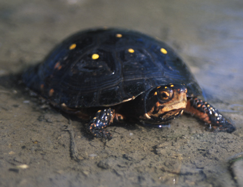 Spotted Turtle