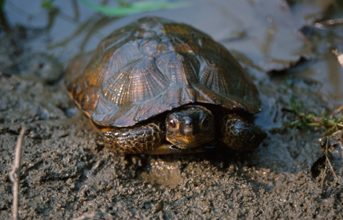 Wood Turtle